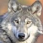 Чуть больше 40 волков отстрелено в Крыму для регулирования их численности