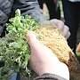Применение технологии прямого сева в Крыму даёт хороший результат, — Минсельхоз