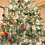 Откуда везут ёлки в Крым и как не ошибиться с выбором новогоднего дерева
